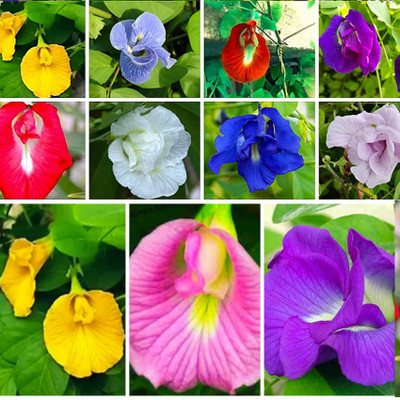Seedsilk Aparajita Seeds Mixed Color Pack, Multicolour Butterfly Pea Seed(46 per packet)