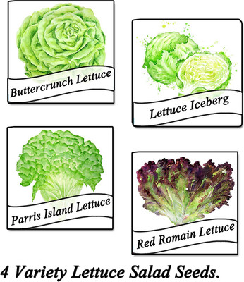 CYBEXIS Leaf Lettuce, Iceberg Lettuce, Romaine Lettuce, Arugula(4 Varieties) Seed(10 g)
