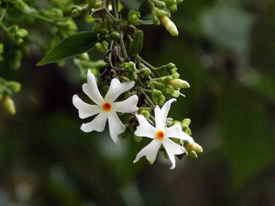 BDSresolve Night jasmine plant seeds/Night jasmine seeds 8 Seed(8 per packet)