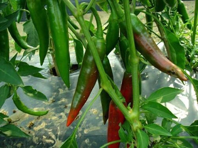 Farmonix Chili Pepper Seeds Seed(800 per packet)