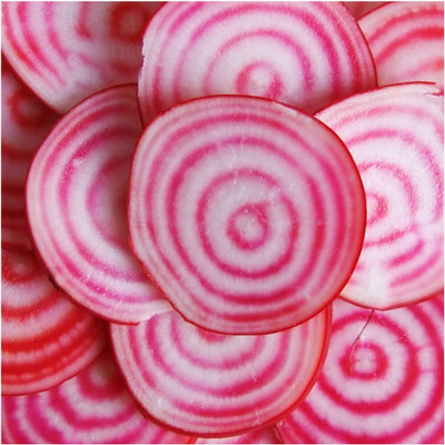 WILLVINE Non-GMO Hybrid Chioggia Beetroot (Beta vulgaris)-500 Seeds Seed(500 per packet)