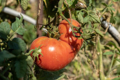 SeedsSunrise tomato Seed(85 per packet)