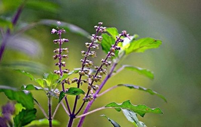 MAA Holy Basil, Tulsi, Tulasi Seed(160 per packet)