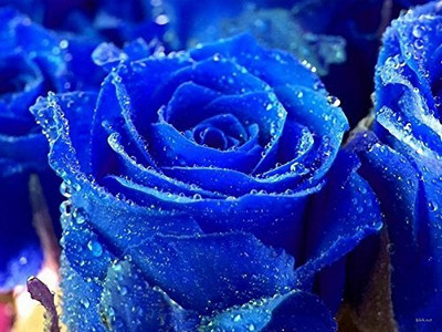 CRGO ROSE , GULAAB Seed(40 per packet)