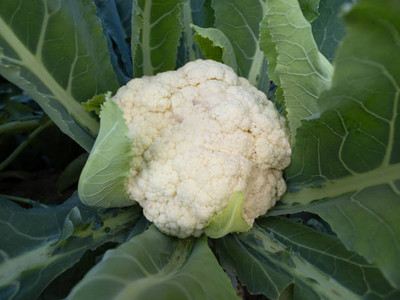 True Elements white cauliflower,gobhee seeds Seed(25 per packet)