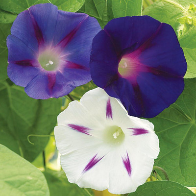Qualtivate PAU-21 Celestial Mix Morning Glory Seeds Seed(50 per packet)