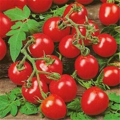 Biosnyg Hybrid Trailing Maskotka Tomato Seeds For Planting - (1000 Seeds) Seed(1000 per packet)
