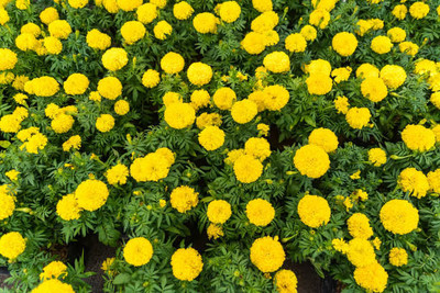 Desi Nushke marigold/gende ka phool flower seeds Seed(75 per packet)