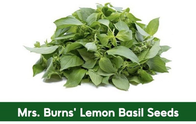 Qualtivate VXI-28 Mrs. Burns Lemon Basil Seeds Seed(1000 per packet)