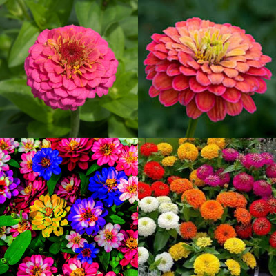 ibains Zinnia flower seeds all colours hybrid 50 Seed(50 per packet)