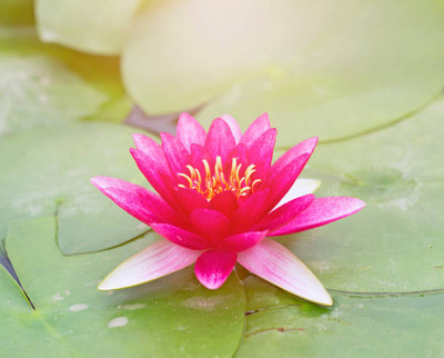 seedkart lotus,kamal gatta Seed(10 per packet)