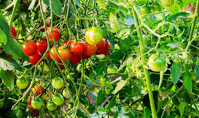 YUGANTAR tomato Seed(105 per packet)