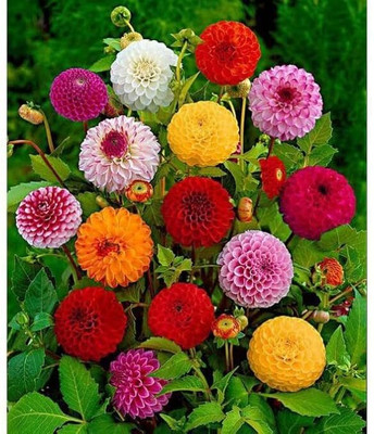 Seedshub Dahlia Seeds Seed(100 per packet)