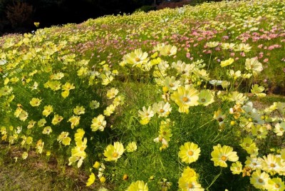 Quentova Cosmos (Mexican aster)-9Y-CIAR Seed(50 per packet)