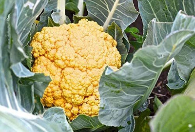 Aywal F1 Hybrid Yellow Cauliflower Vegetable Seed(20 per packet)