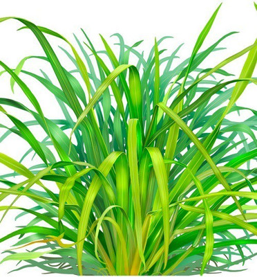 CYBEXIS XL-80 - Caribbean fever grass/Lemon Grass - (2250 Seeds) Seed(2250 per packet)