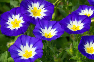 abiswas Morning Glory Mixed Flower Seed(1250 per packet)