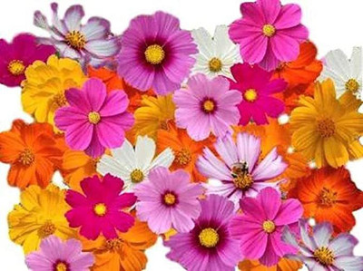 KANAYA Cosmos Seed(10 per packet)