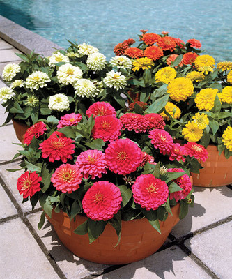 DEYS AGRO ™ hybrid mix zinnia flower seeds,multiple colour Seed(26 per packet)