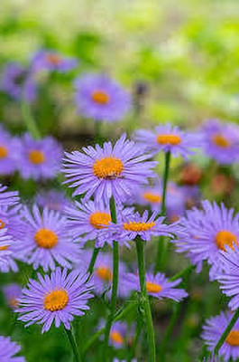 nizex Aster flower seed mixed beautifull flower seed b70 Seed(75 per packet)