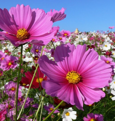 Quentova Mini Blend Cosmos-8J-LIV Seed(50 per packet)