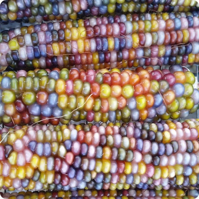VibeX KGF -3 - Multi Colored Translucent Rainbow Flint Corn - (2250 Seeds) Seed(2250 per packet)
