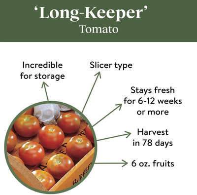 Quentova Long-Keeper Tomato 1gm Seeds Seed(400 per packet)