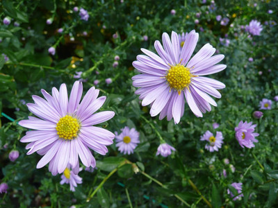 Lorvox HYBRID SEEDS Aster Seed(115 per packet)