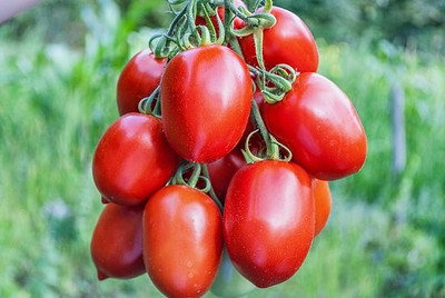 CYBEXIS Rashmi Hybrid Tomato 2000 Seeds Seed(2000 per packet)