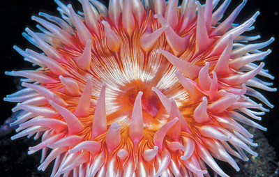 Pbevergreen anemone beautiful flower hybrid seeds 1-packet Seed(55 per packet)