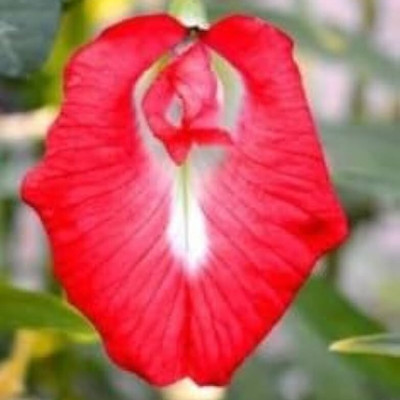 ibains Red flower aparajita seeds Seed(7 per packet)