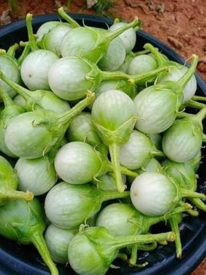 BDSresolve Brinjal white f1 round seeds PACK OF 63 Seed(63 per packet)