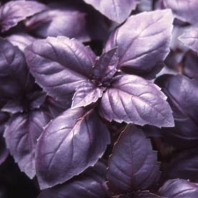 Quentova Basil Red Rubin Basil-VXL Seed(300 per packet)