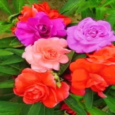 YI Saler Seeds of Rose Balsam Flower Double Petal Mixed Color {Gul Mehndi} Seed(20 per packet)