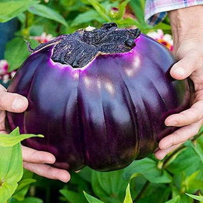 KNESSiN Extended Harvest Season Violetta di Firenze Brinjal ( Seeds) Seed(2000 per packet)