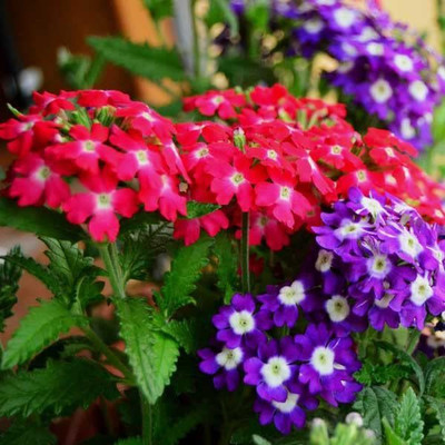 Aywal Verbena Flower Seed(30 per packet)