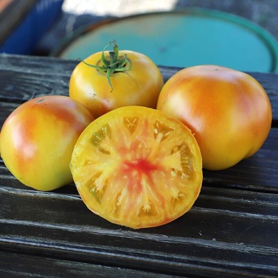 Avysa Tomato Mai Tai Seed(800 per packet)