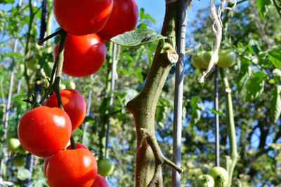 STARKC tomato Seed(60 per packet)