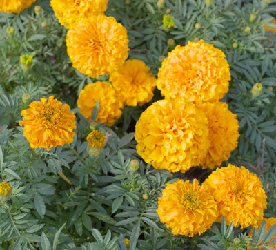 Elysian Enterprises marigold/gende ka phool flower seeds Seed(50 per packet)