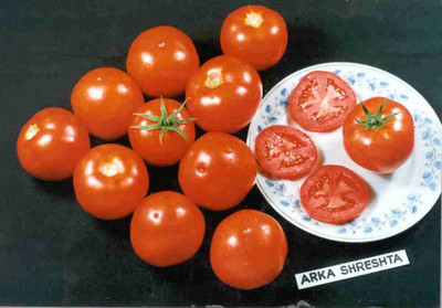 CYBEXIS Arka Shreshta Hybrid Tomato2000 Seeds Seed(2000 per packet)