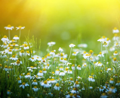 CYBEXIS TLX-41 - Roman Chamomile - (750 Seeds) Seed(750 per packet)