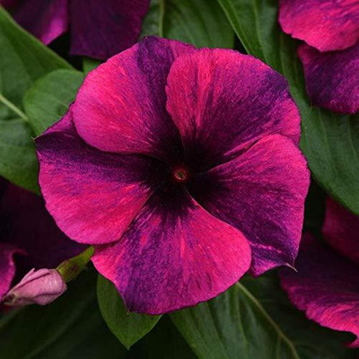 CRGO VINCA , SADABAHAR Seed(20 per packet)