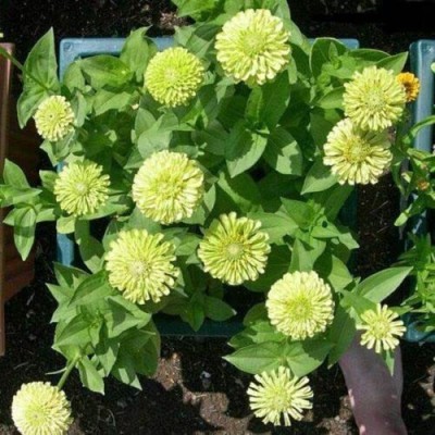 CYBEXIS LXI-90 - Rare Green Zinnia Flower - (90 Seeds) Seed(90 per packet)