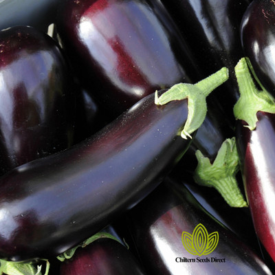 Radha Krishna Agriculture Imported Brinjal Long F1 Hybrid Seeds For Gardening/ Seed(70 per packet)