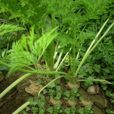 KNESSiN IHS-28 Carrot Seed(1000 per packet)