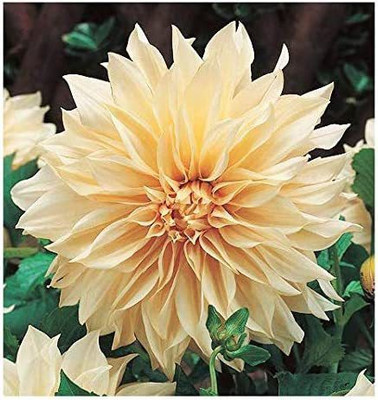 CYBEXIS Dahlia Seed(1 g)