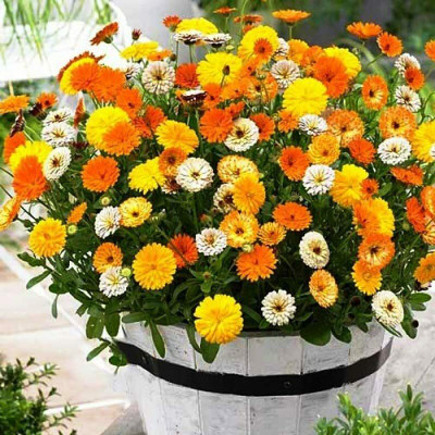 Aywal Calendula Hybrid Flower Seed(70 per packet)