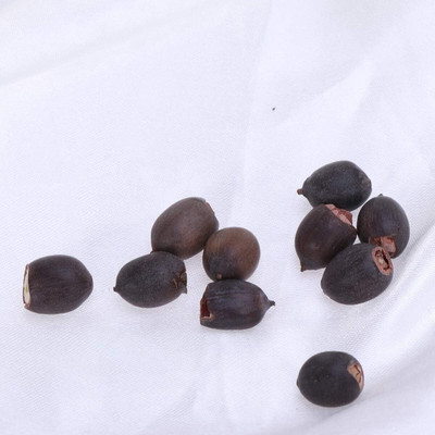 KNESSiN Flower Seed(25 per packet)