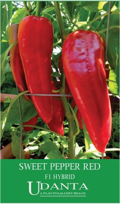 Udanta Sweet Pepper Red Vegetable Seeds For Kitchen Garden Avg 30-40 Seeds Pkts Seed(1 per packet)