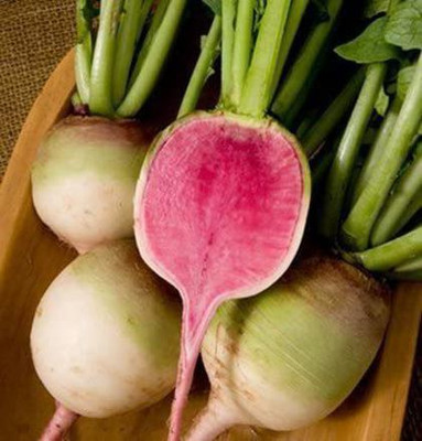 CYBEXIS LX-30 - Radish Red Meat (Watermelon) - (2250 Seeds) Seed(2250 per packet)